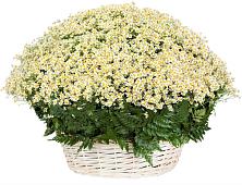 Цветочная композиция из Ромашки в корзине #REPLACE_PRED# Коренево